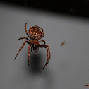 Walnut Orb-weaver