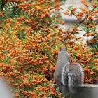 Grey Squirrel