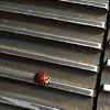 Ladybird