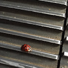 Ladybird