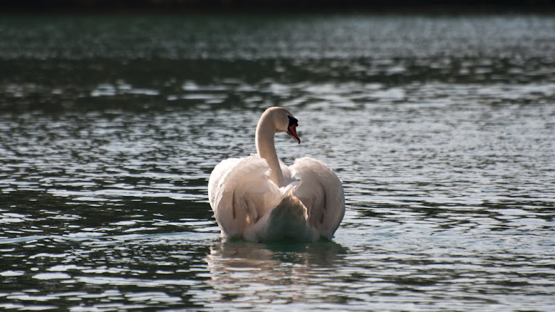 danse en symétrie de deux cygnes... 20110409_04_Cygne_DSC2506