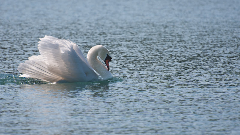 juste un cygne... 20110409_04_Cygne_DSC2513