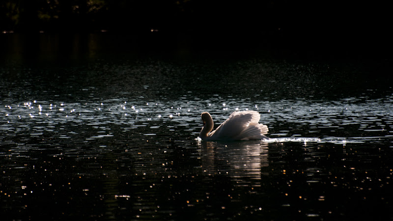 cygne brille... 20110409_04_Cygne_DSC2559