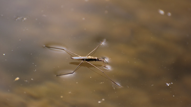 marcher sur l'eau... 20110412_03_insecte_sur_eau_DSC2962