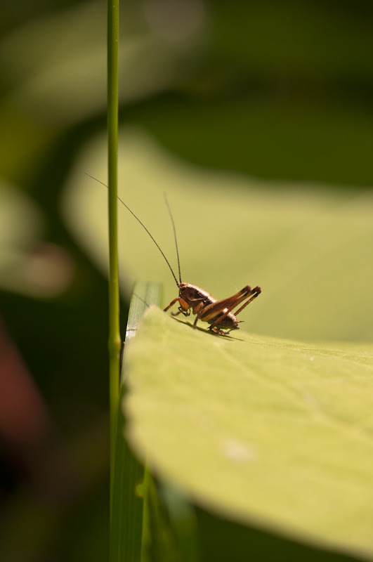 petite sauterelle marron... 20110502_02_criquet_DSC3756