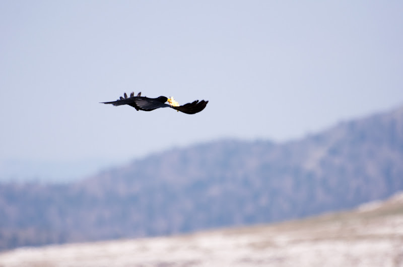 oiseau et trognon de pomme... 20110422_05_oiseau_et_pomme_DSC3265