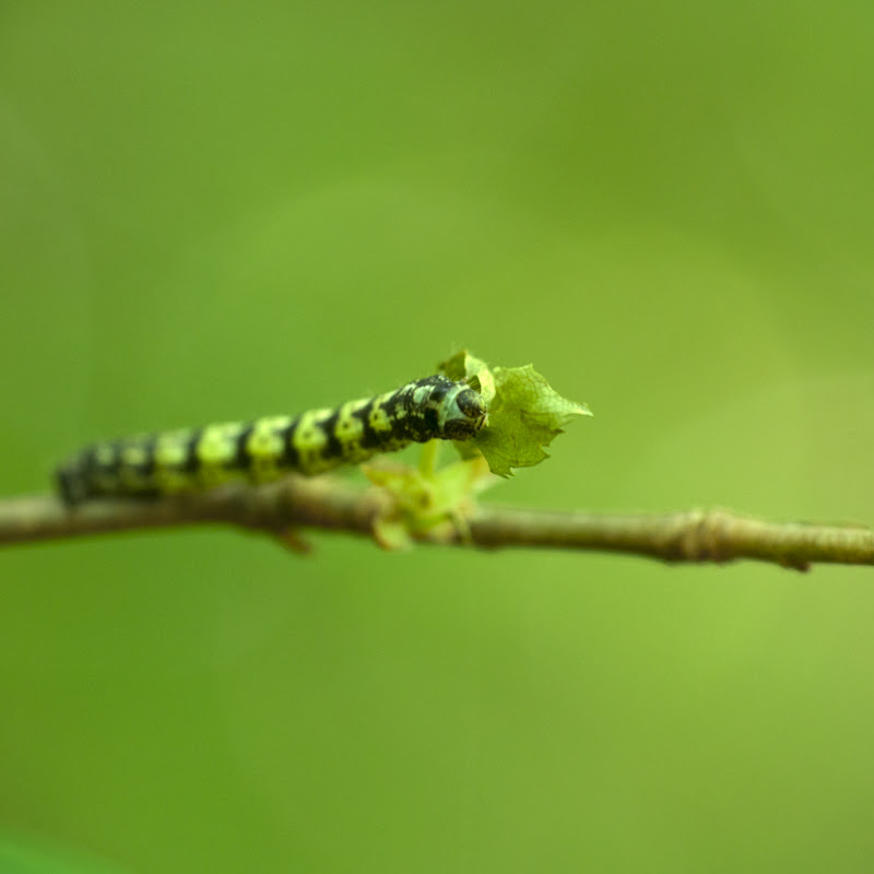 chenille sur tige... 20110430_11_chenille_DSC3442