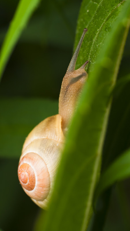 escargot qui monte... 20110503_02_escargot_DSC4034