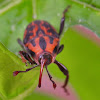 Weevil