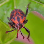 Weevil