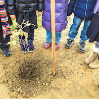 Piantare un albero e sperare di vederlo crescere insieme di 