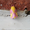 Rosy Maple Moth