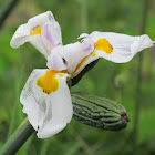 orquidea