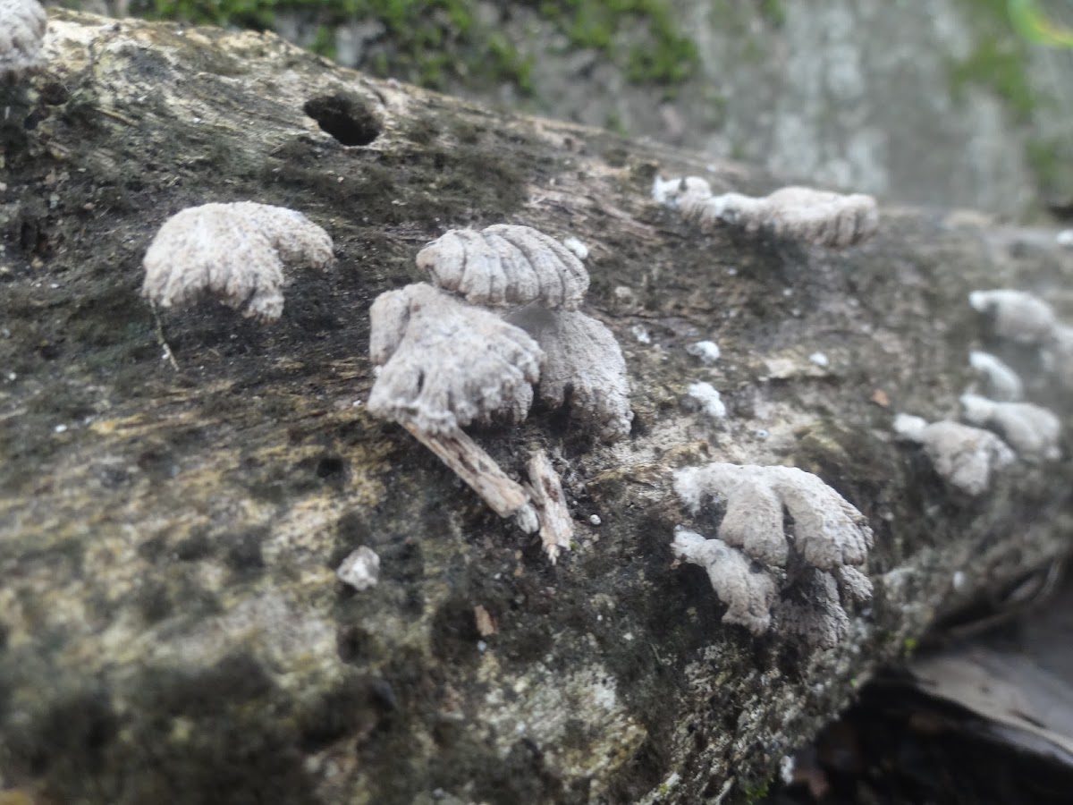 tree fungus