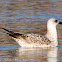 Yellow-legged Gull; Gaviota Patiamarilla