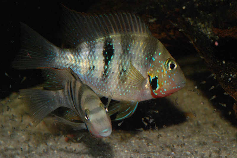 Thorichthys sp. coatzacoalcos 2010 Rio Ajal - Page 2 DSC_8001