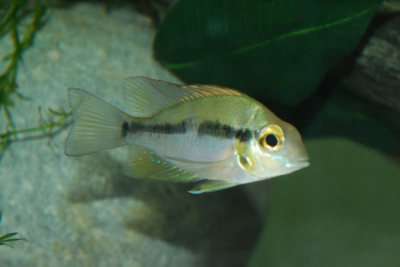 Thorichthys helleri ex. sp. amarillo du lac Catazaja DSC_8651