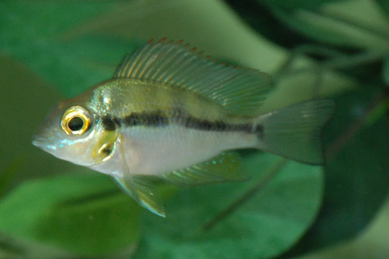 Thorichthys helleri ex. sp. amarillo du lac Catazaja DSC_8657