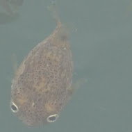 【頭城】阿公蔥油餅