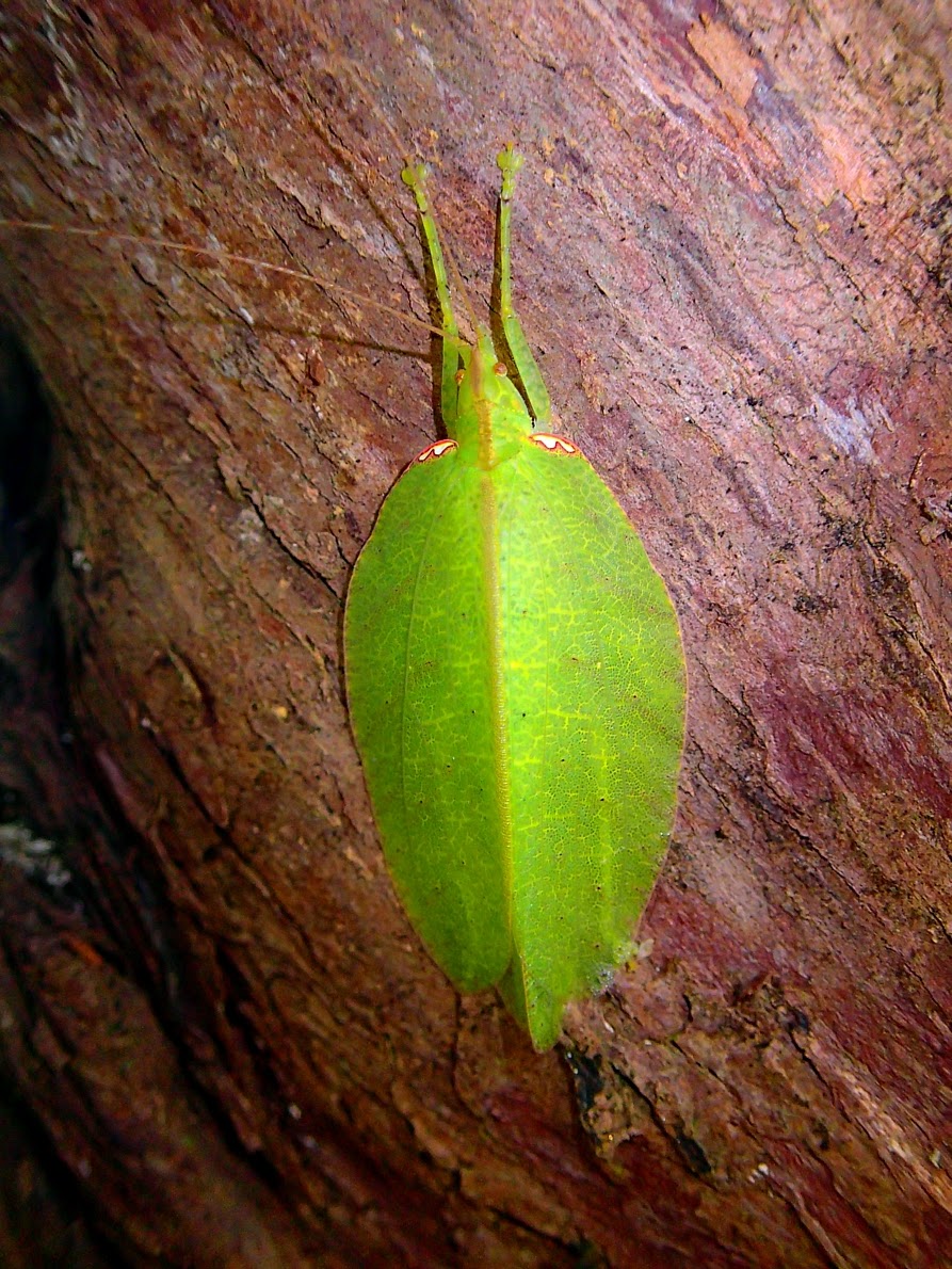 Leaf-mimicking Katydid