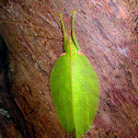 Leaf-mimicking Katydid