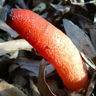 Dog Stinkhorn Fungus