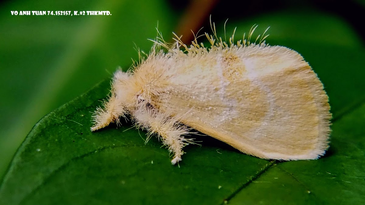 Tussock Moth