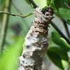 Bagworm