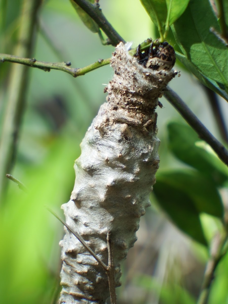 Bagworm