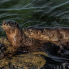 North American river otter - Wikipedia