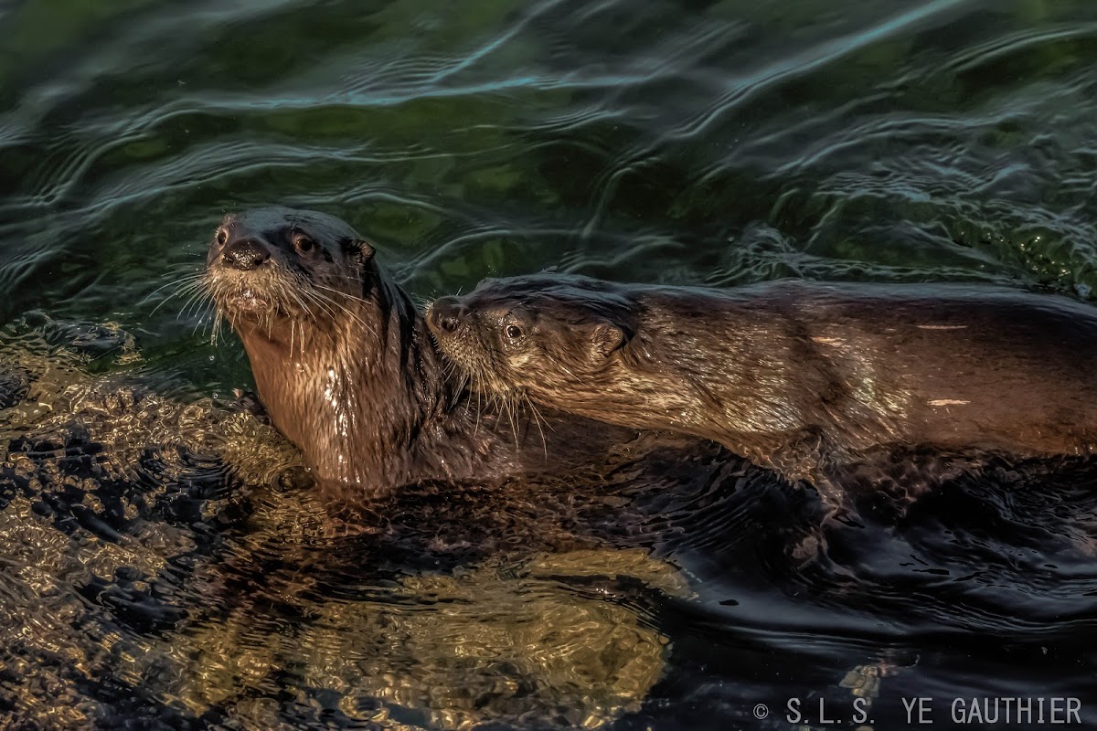 North American river otter - Wikipedia