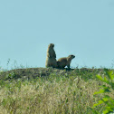 Black-tailed Prairie Dog