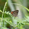 Long-Banded Silverline