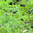 Olive-bellied Sunbird