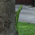 Knight anole