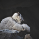 White bear cub