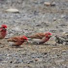 Cassin's finch