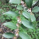 Fetterbush Lyonia