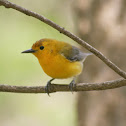 Prothonotary Warbler