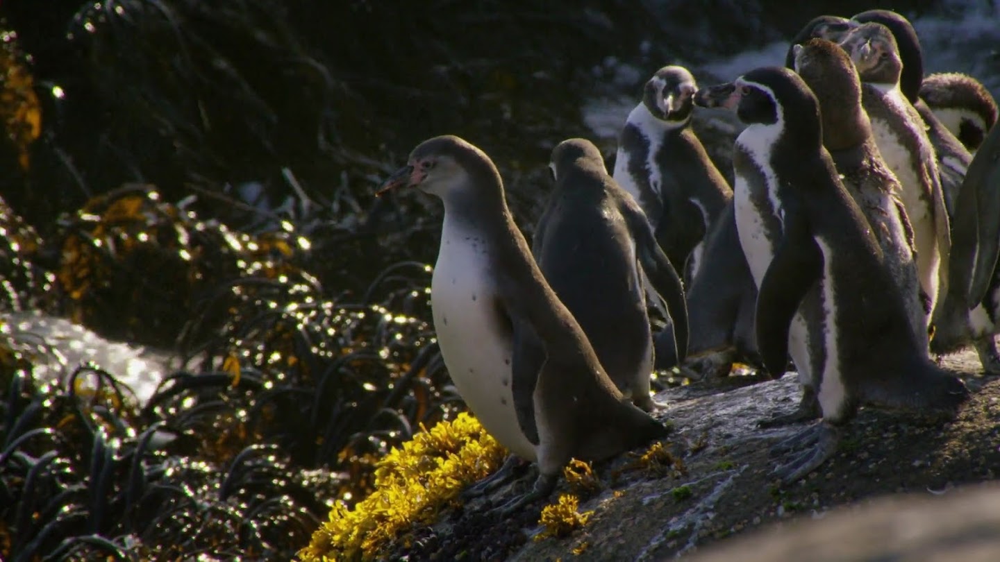 Watch The Humboldt Current live