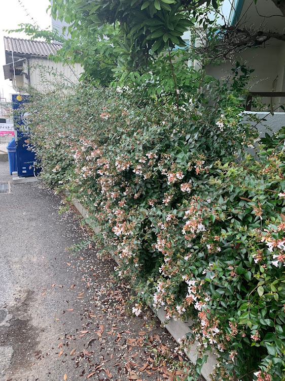 Nボックス+カスタムの窓ガラスの養生・しょうもない投稿にイイねコメントありがとうございます。・植樹伐採・今日のスプラウド・ルーティンコーヒーに関するカスタム事例の投稿画像5枚目