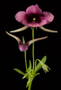 A snapdragon flower (Diascia whiteheadii) with an open flower and several buds. The twin spurs contain oil. 