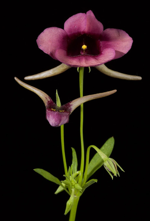 A snapdragon flower (Diascia whiteheadii) with an open flower and several buds. The twin spurs contain oil.