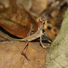 Sri Lankan Kangaroo Lizard