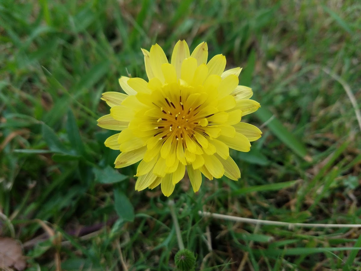 Carolina desert-chicory