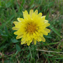 Carolina desert-chicory