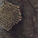 Wheel Bug eggs