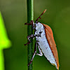 LYCHEE SHIELD STINK BUG