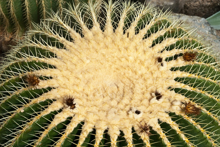 Cactus au Jardin botanique _GAB1048