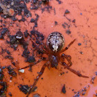 Zygiella Orbweaver